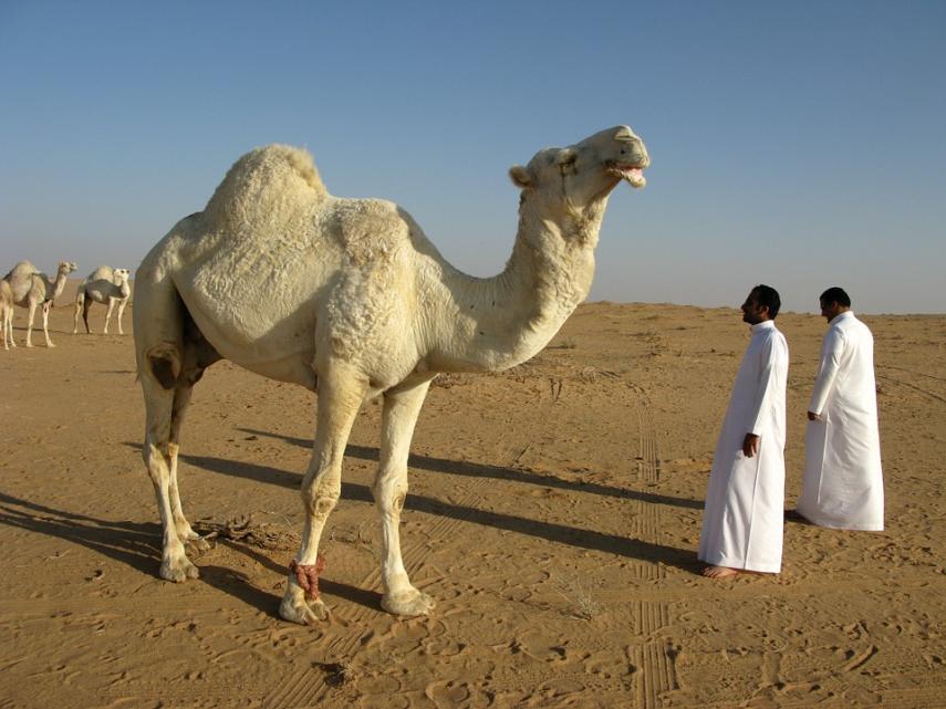 Saoedi-Arabië